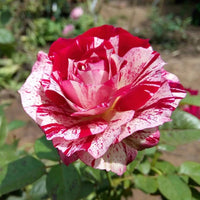 Asaka weiß rot rose wachsend in a garten
