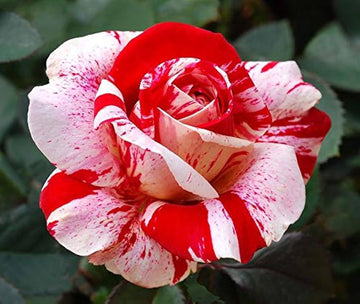 Asaka weiß rot rose samen for anpflanzung