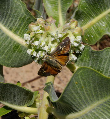 Asclepias arenaria samen for anpflanzung