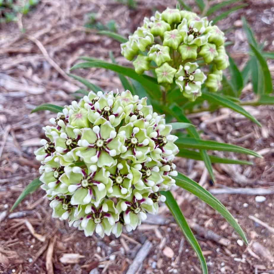 Close-up of asclepias asperula antelope horns blume