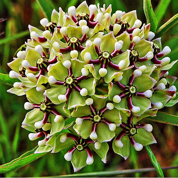 Antelope horns milkweed wachsend in a sunny garten