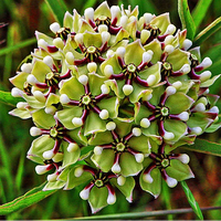 Antelope horns milkweed wachsend in a sunny garten