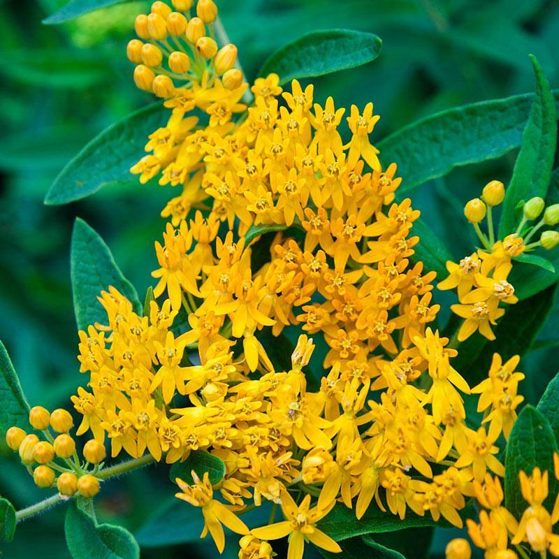 Asclepias Blumensamen zur Aussaat duftend Blüten Traditionssorte & ohne Gentechnik Samen Hausgarten