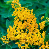 Asclepias Blumensamen zur Aussaat duftend Blüten Traditionssorte & ohne Gentechnik Samen Hausgarten
