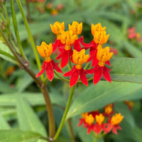 Asclepias Curassavica Blumensamen zur Aussaat – farbenfroh Schau – Traditionssorte & ohne Gentechnik Samen Hausgarten
