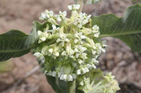 Asclepias (asclepias arenaria) samen for anpflanzung in home garten