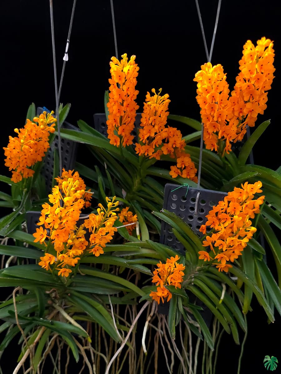 Ascocentrum ampullaceum samen for borders and garten beds
