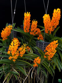 Ascocentrum ampullaceum samen for borders and garten beds
