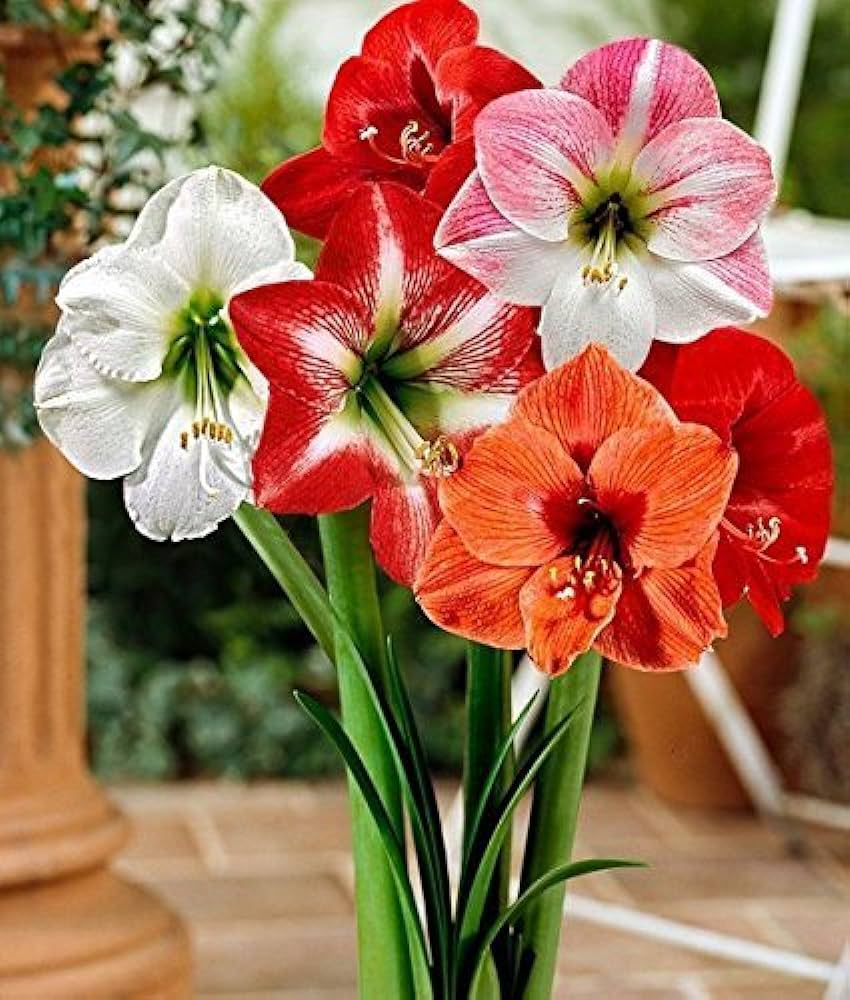 Ash amaryllis samen for anpflanzung