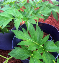 Ashitaba samen für aussaat - grow your own herbal wellness pflanze