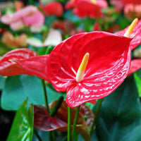 Flamingoblume Blumensamen zur Aussaat Drought verträglich Traditionssorte & ohne Gentechnik Samen Hausgarten