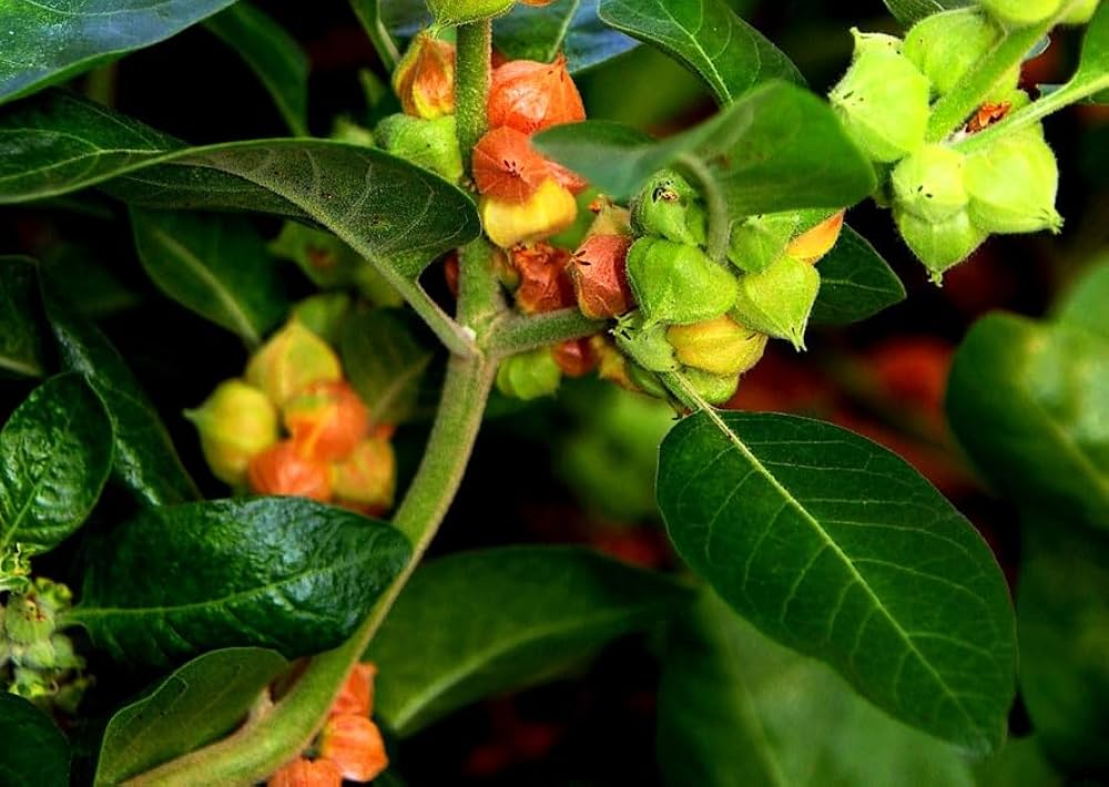 Ashwagandha Pflanze Bearing Red Berries in Warm Garten