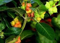 Ashwagandha Pflanze Bearing Red Berries in Warm Garten