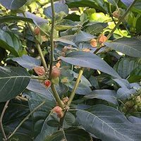 Ashwagandha Pflanze with bushy green leaves