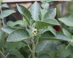 Ashwagandha Pflanze grown in container for Zuhause Garten
