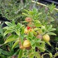 Grün Ashwagandha Blumensamen zur Aussaat – Wildblume Mischung – Traditionssorte & ohne Gentechnik Samen Hausgarten