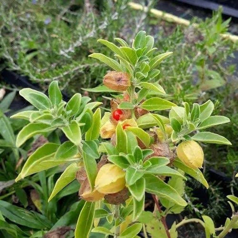 Grün Ashwagandha Blumensamen zur Aussaat – Wildblume Mischung – Traditionssorte & ohne Gentechnik Samen Hausgarten