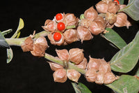 Ashwagandha Samen – Indian Ginseng Withania somnifera gentechnikfrei Variety