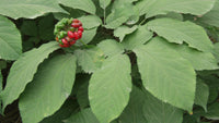 Asian Ginseng Samen for Aussaat in shaded areas