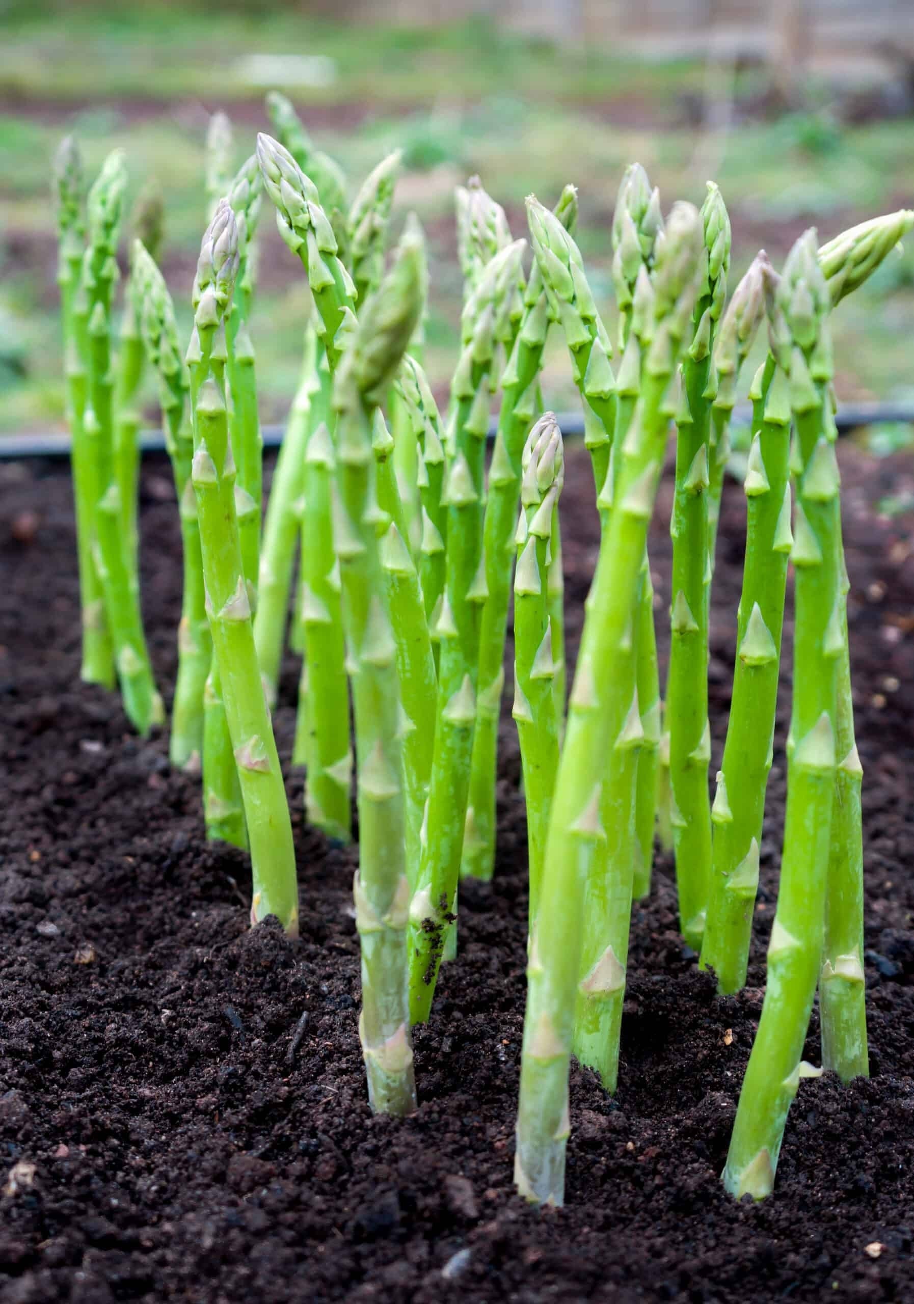 Grün Asparagus Mary Washington Samen mehrjährig Aussaat