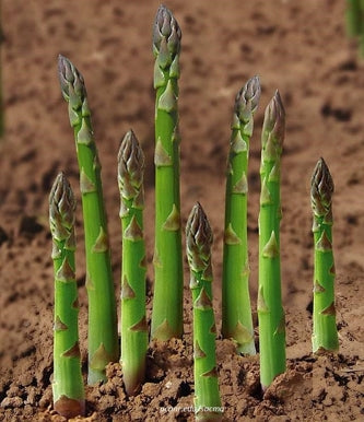 Grün Asparagus Mary Washington Samen mehrjährig Aussaat