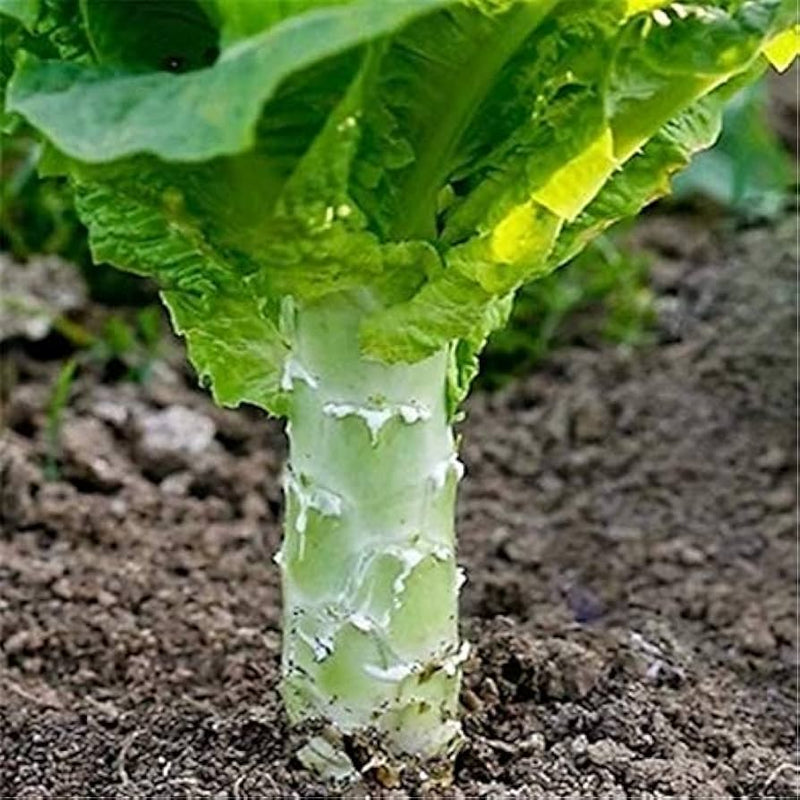 Asparagus-type celtuce samen für garten aussaat