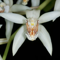 Close-up of asperata blume petals