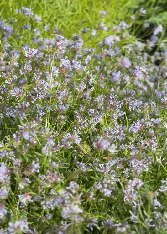 Asperula Blumensamen zur Aussaat Landhaus Garten wichtig Traditionssorte & ohne Gentechnik Samen Hausgarten