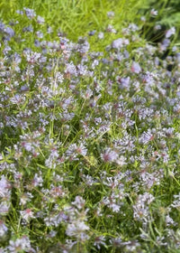 Asperula Blumensamen zur Aussaat Landhaus Garten wichtig Traditionssorte & ohne Gentechnik Samen Hausgarten