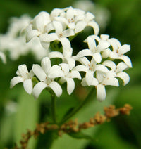 Asperula blumen in garten borders