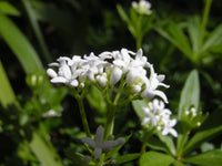 Asperula blume seedlings keimend in töpfen