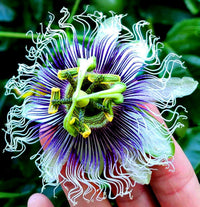 Assiflora blume samen in mixed colors for vibrant gardens