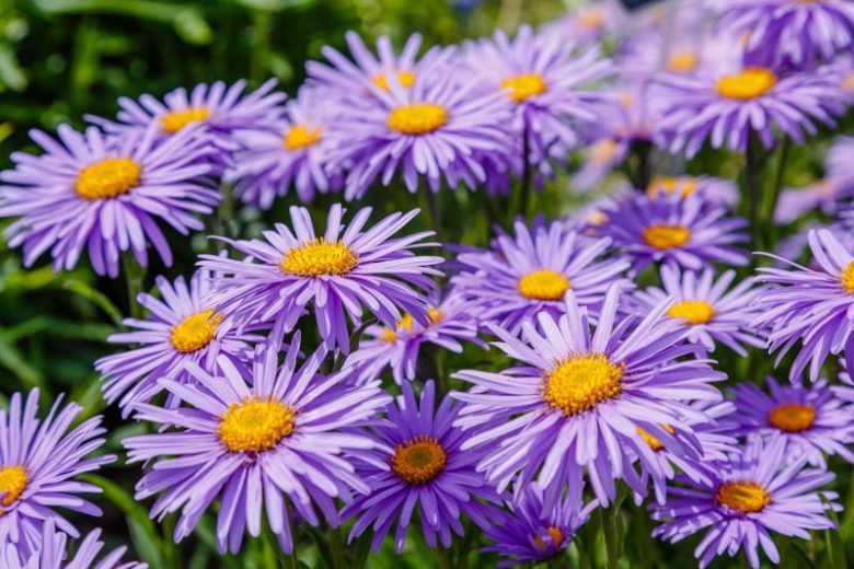 Aster Alpin Blumensamen zur Aussaat – Garten beliebt – Traditionssorte & ohne Gentechnik Samen Hausgarten