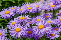 Aster Alpin Blumensamen zur Aussaat – Garten beliebt – Traditionssorte & ohne Gentechnik Samen Hausgarten