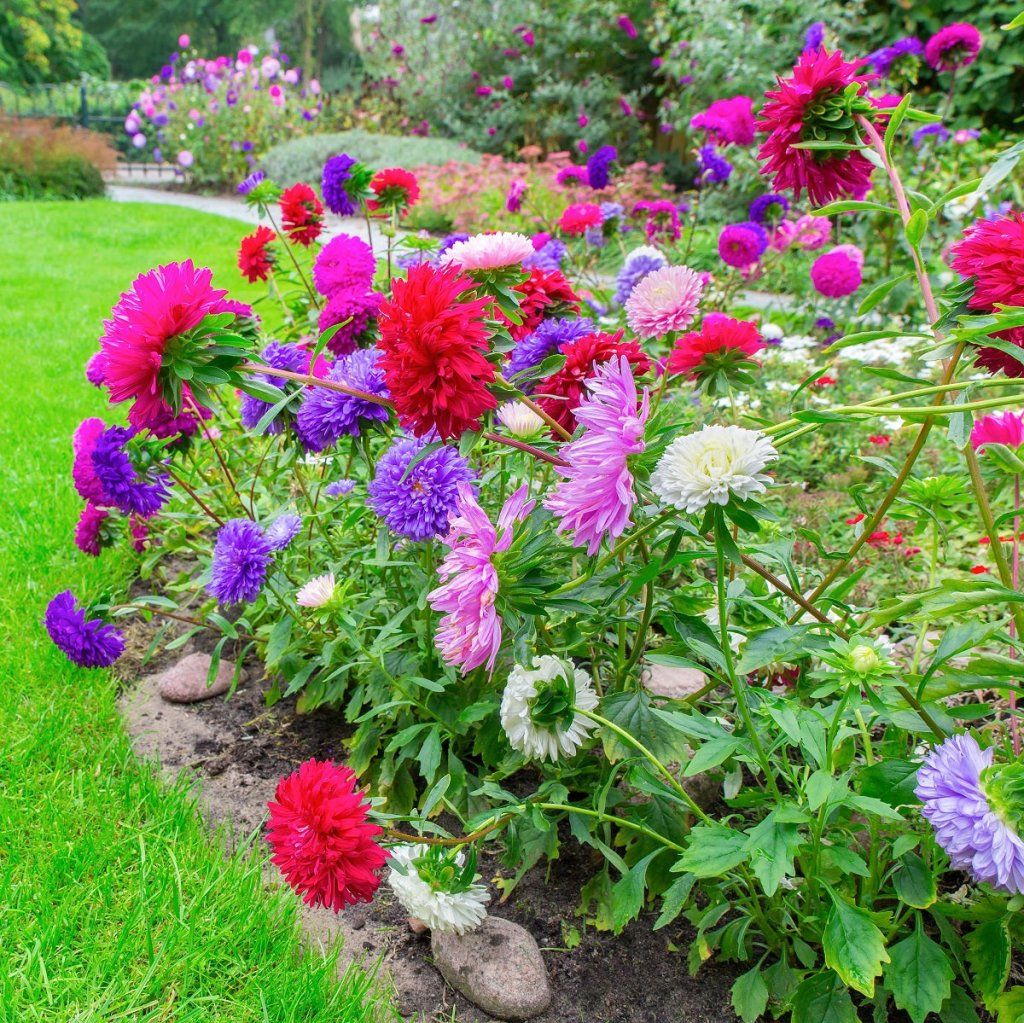 Gemischt Asters Blumensamen zur Aussaat – duftend Blüten – Traditionssorte & ohne Gentechnik Samen Hausgarten