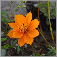 Orange china aster wachsend in container