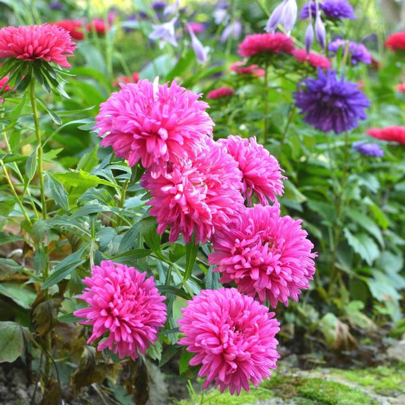 Aster blume samen for anpflanzung