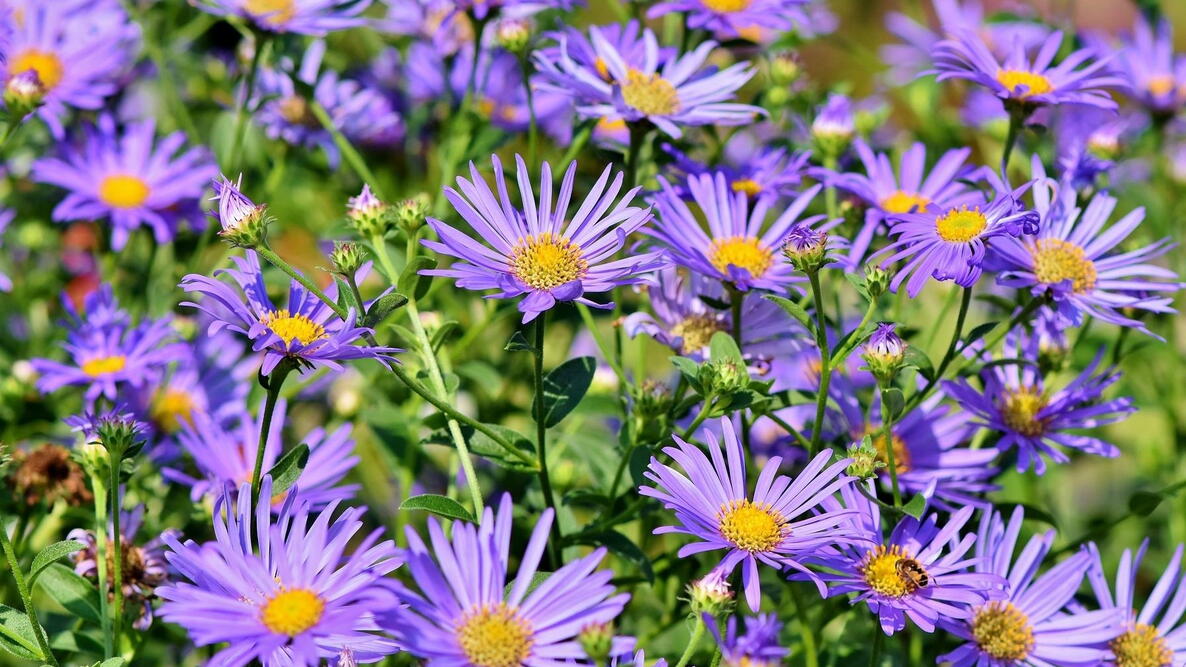Lila Aster Novae Angliae Samen mehrjährig Aussaat