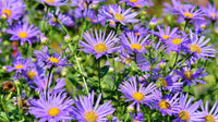 Lila Aster Novae Angliae Samen mehrjährig Aussaat
