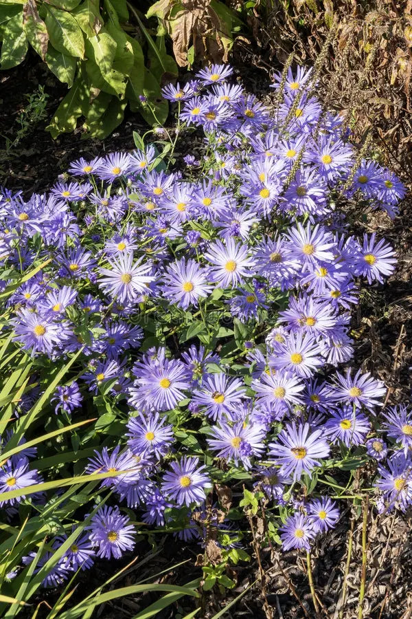 Blau Frikartii Blumensamen zur Aussaat