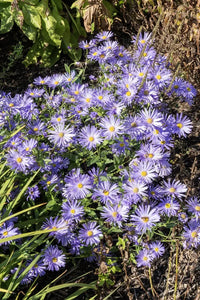 Blau Frikartii Blumensamen zur Aussaat