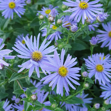 Blau frikartii blume samen for anpflanzung - easy to grow, heirloom & gmo free samen for home garten
 
 sale for anpflanzung in home garten