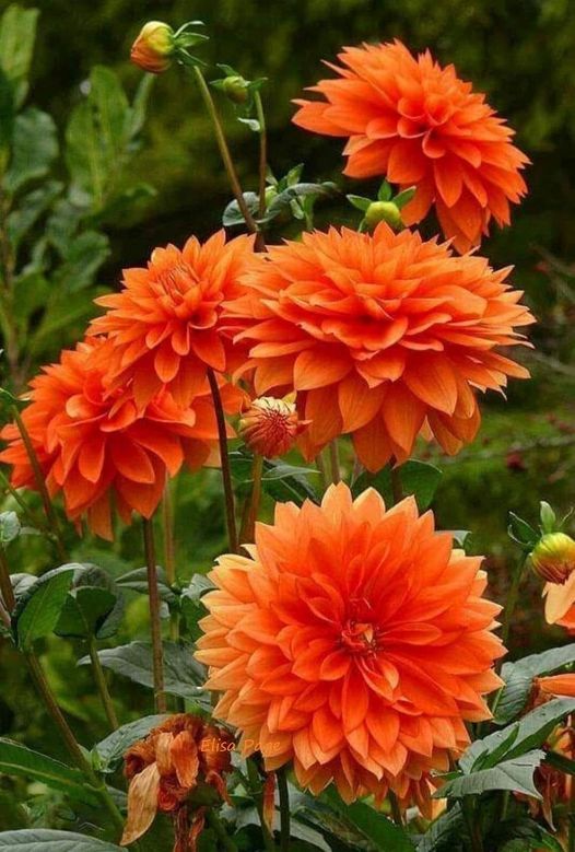 Orange china aster planted along garten border