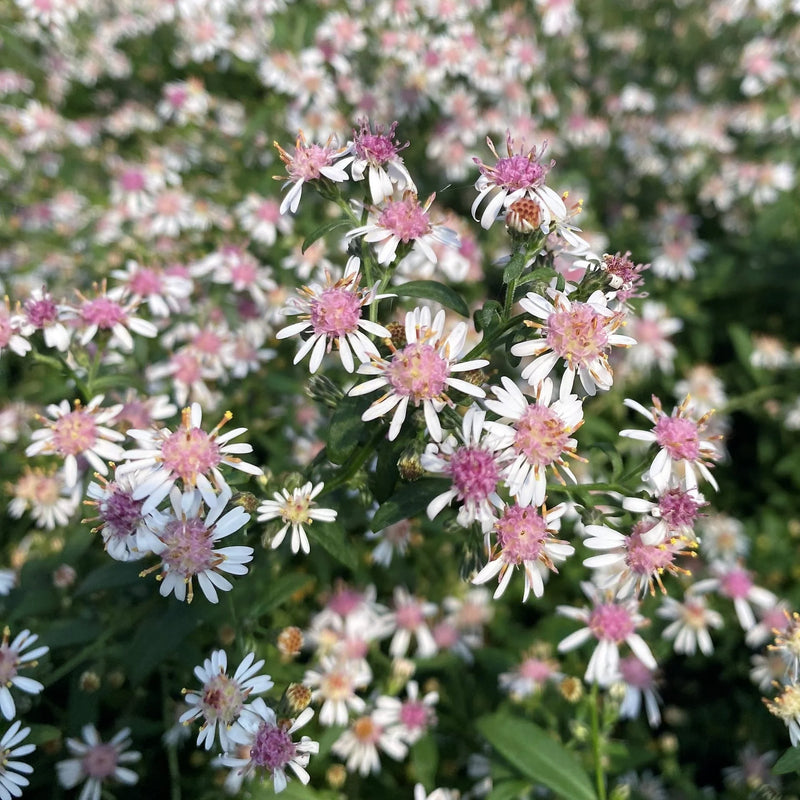 Aster Lateriflorus Blumensamen zur Aussaat Anzucht Traditionssorte & ohne Gentechnik Samen Hausgarten