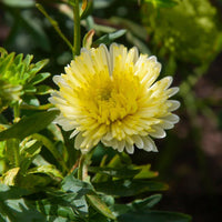 Gelb Grün Aster Blumensamen zur Aussaat saisonal Dauerblüher Traditionssorte & ohne Gentechnik Samen Hausgarten
