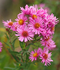 Traditionssorte Aster Blumensamen zur Aussaat Wildblume Mischung Traditionssorte & ohne Gentechnik Samen Hausgarten