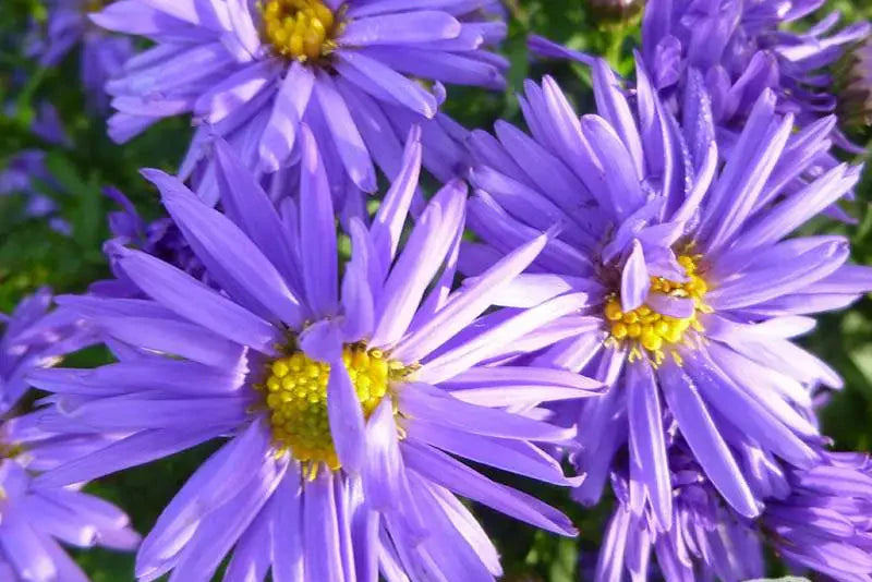 Aster novi-belgii blume samen for anpflanzung