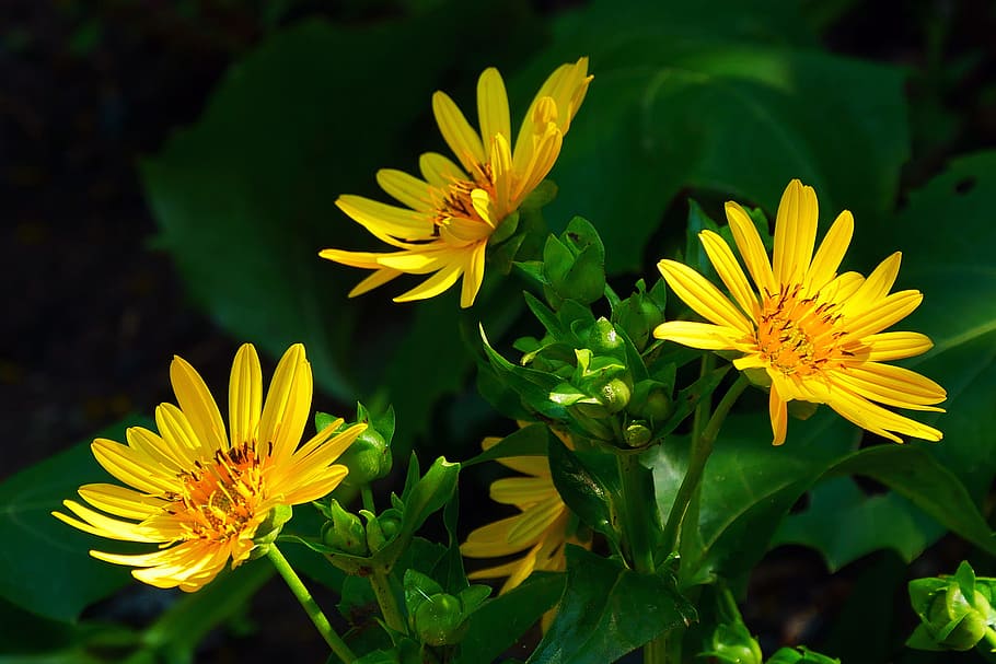How to grow gelb-grün aster blumen