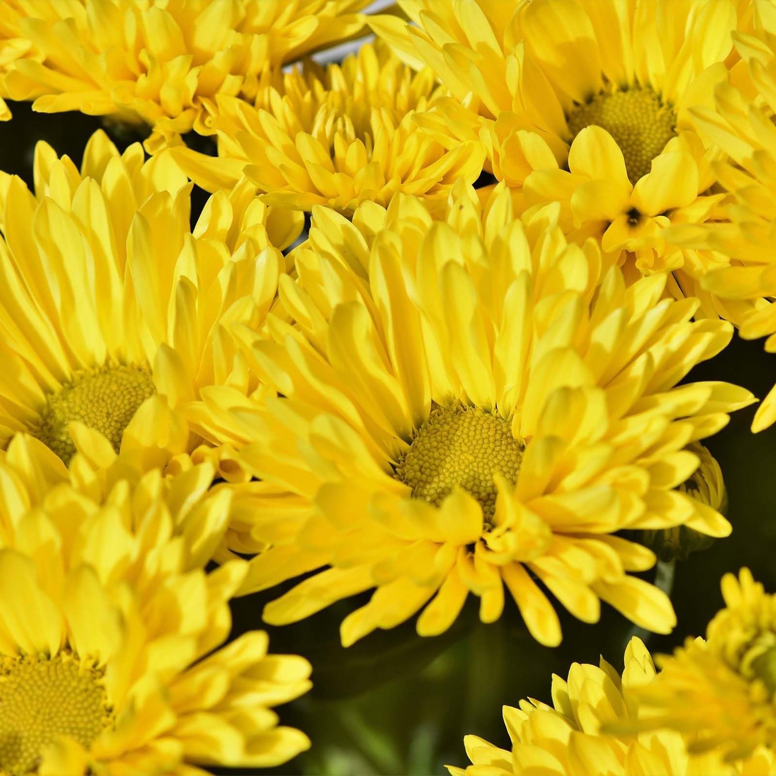 Non gmo aster samen producing gelb grün blumen
