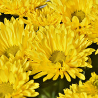 Non gmo aster samen producing gelb grün blumen
